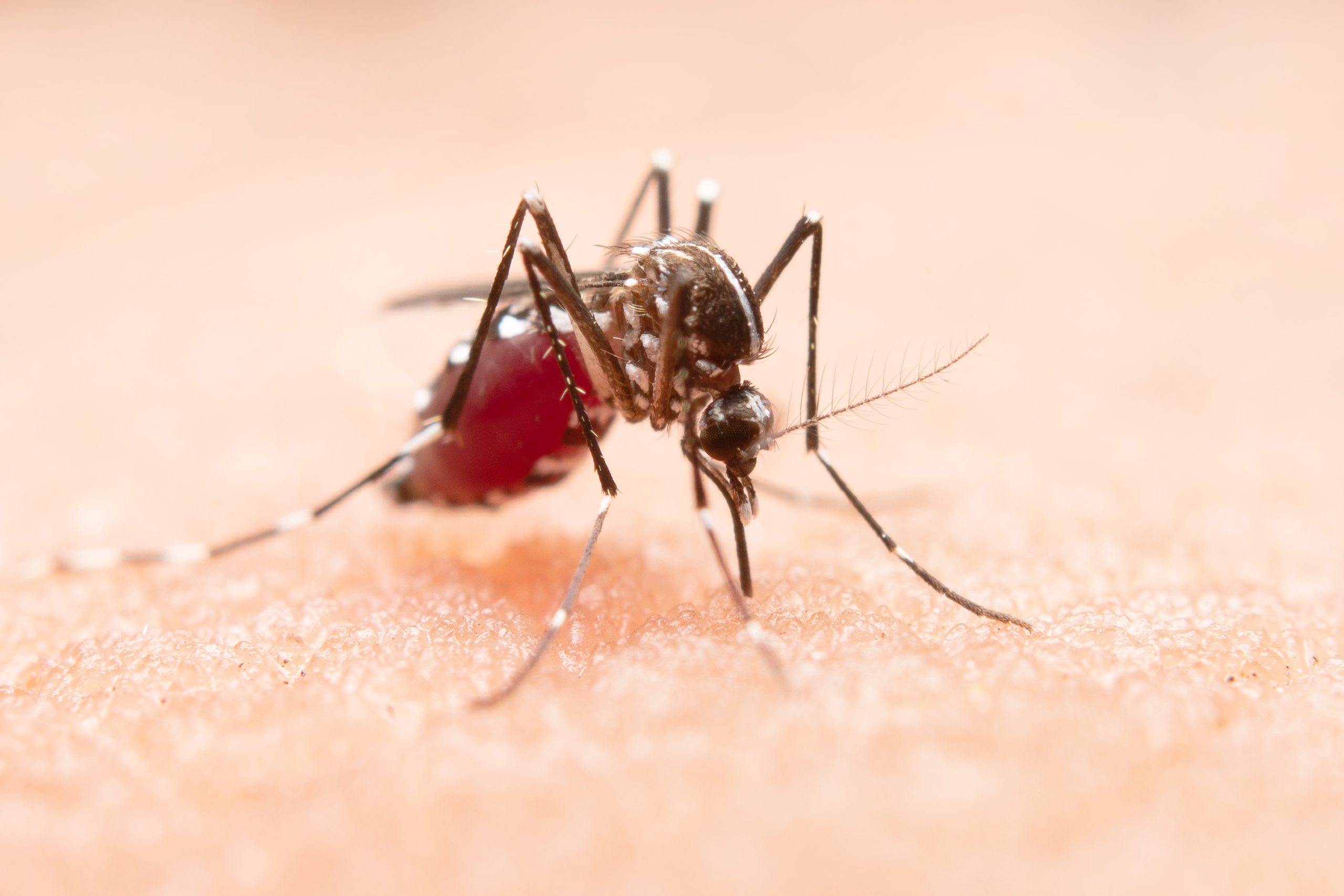 Joinville avança para o Alerta Laranja em função da dengue
